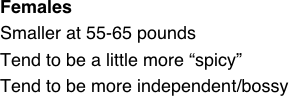 Females
Smaller at 55-65 pounds
Tend to be a little more “spicy”
Tend to be more independent/bossy